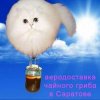 Иконка канала тапок1487