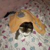 Иконка канала кот по имени Барс