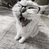 Иконка канала Cat😜