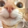 Иконка канала Гиккот(Gikkcat)