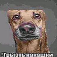 Иконка канала -Doshirak kit.#Свободуинфиксам
