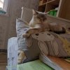 Иконка канала Кенди