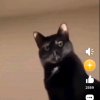 Иконка канала Timur