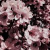 Иконка канала ꧁♡Белая сакура♕✓꧂