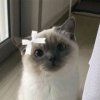 Иконка канала 🖤Юлика💜