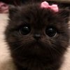 Иконка канала Maksim_Hanter