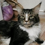 Иконка канала КОТ КЕЛЬВИН😼