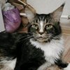 Иконка канала КОТ КЕЛЬВИН😼
