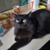 Иконка канала Мятный Гном🤑 И Чёрня Магия😥
