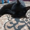 Иконка канала Софийка😽
