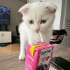 Иконка канала αναтαя вєтту'ѕ нσυѕє..!! 🐇