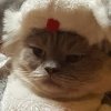 Иконка канала Blinchik