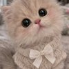 Иконка канала Cats😽