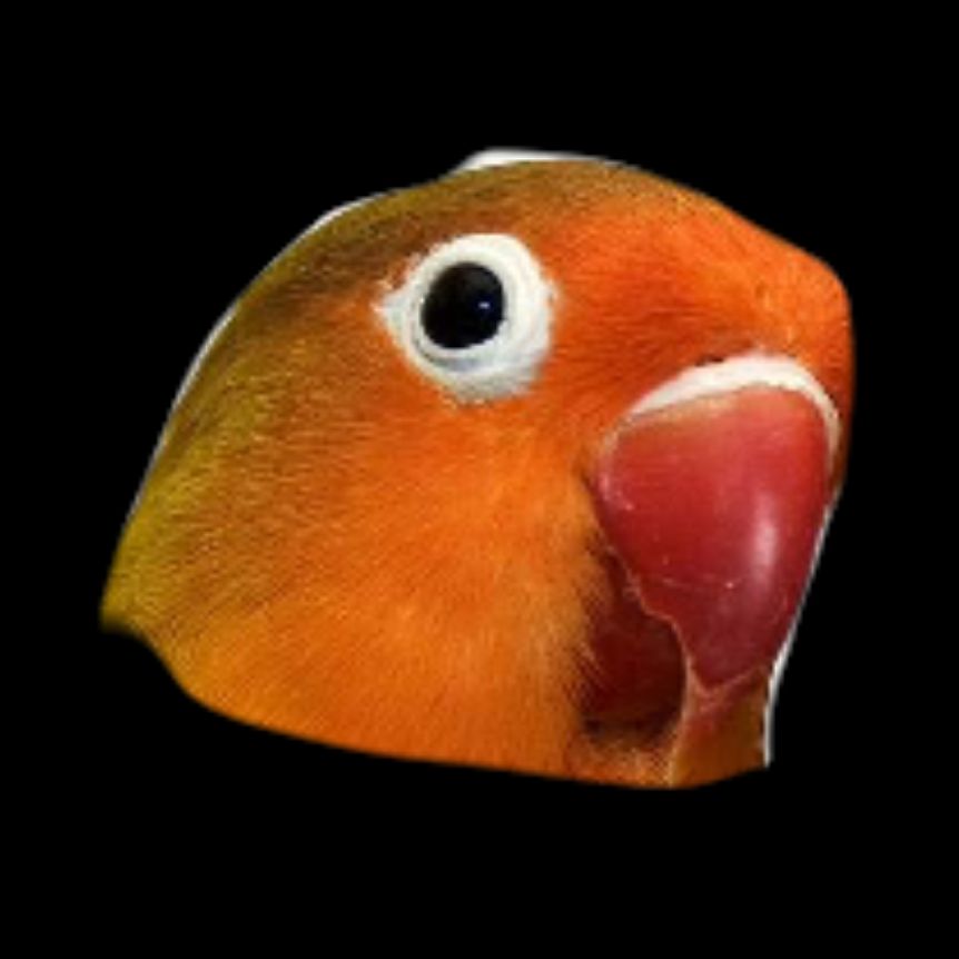 Иконка канала parrot_sparrots