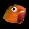 Иконка канала parrot_sparrots