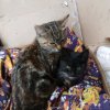 Иконка канала ♓︎𝄞РАЗНОЕ୨𓏲⚘