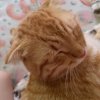 Иконка канала Sacha