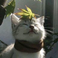 Иконка канала —💭Ниᴋᴏᴧь-Хᴏʍ🍃