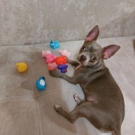 Иконка канала МАРИК)))🐕🐶♥️♥️♥️И Другие Жители нашей Планеты)))