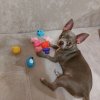 Иконка канала МАРИК)))🐕🐶♥️♥️♥️И Другие Жители нашей Планеты)))