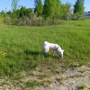 Иконка канала К-Ольчуга