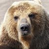 Иконка канала Невариалл