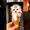 Иконка канала Котик Мороженка