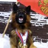 Иконка канала Пёс бобик