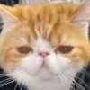 Иконка канала channel78538074