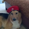 Иконка канала Mars🐶