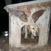 Иконка канала ФомаЛайв
