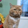 Иконка канала Cat King Rutube