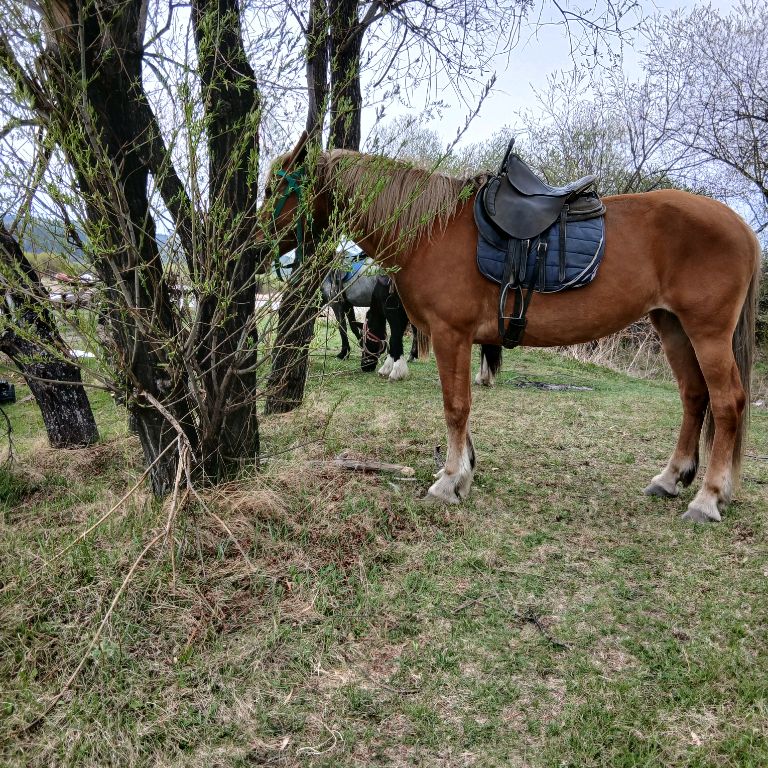 Иконка канала Лошади в деревне