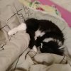 Иконка канала Жизнь Кота Стёпы