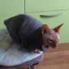 Иконка канала Лысый Терентий