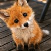 Иконка канала 🦊лисенок🦊