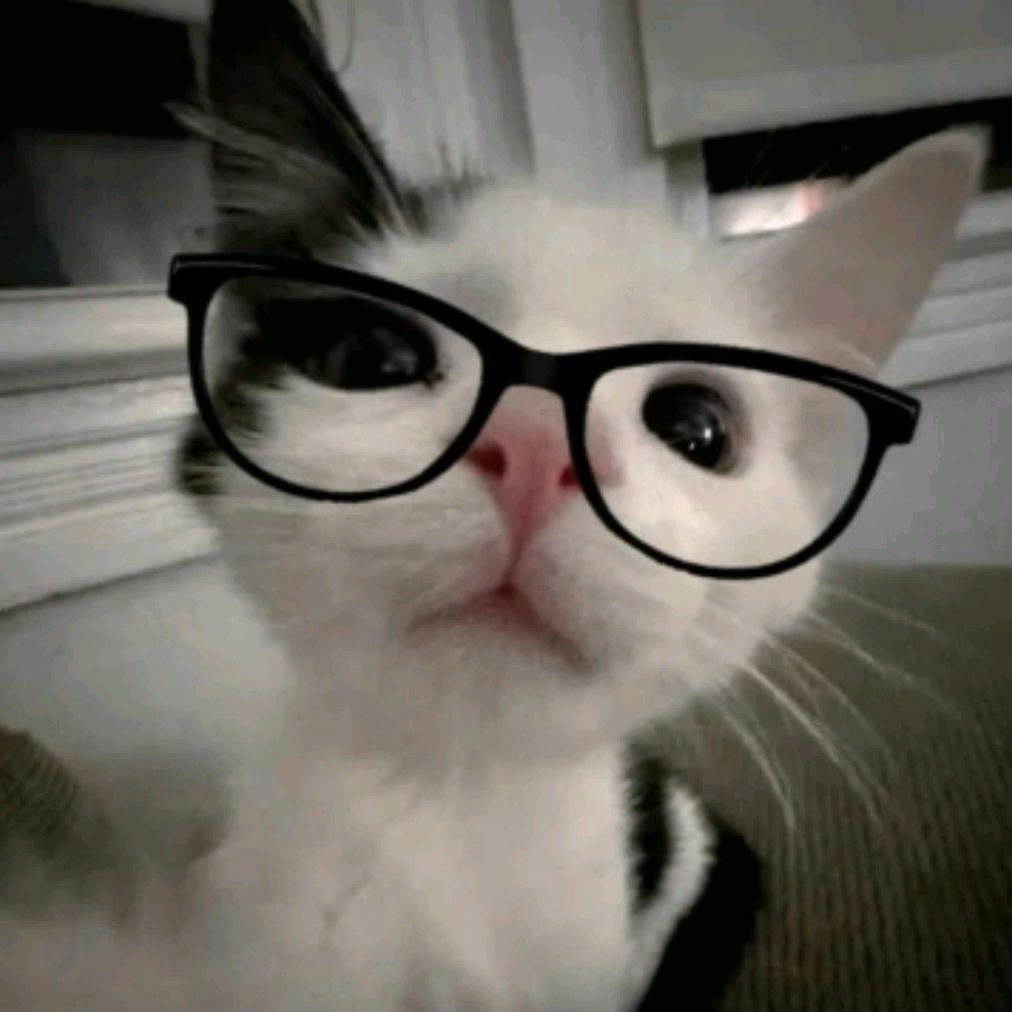 Иконка канала cat_304