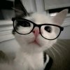 Иконка канала cat_304