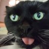 Иконка канала This is my cat