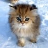 Иконка канала Котёнок19K®