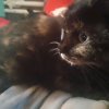 Иконка канала Котята Чёрненькие