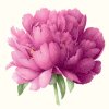 Иконка канала Silk Blossom