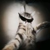 Иконка канала 🍒Wicin_cat🍒
