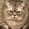 Иконка канала ХоМяЧоК