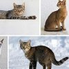 Иконка канала Кошки и не только