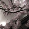 Иконка канала ☁️🌿✨🌸*Сакура*🌸✨🌿☁️