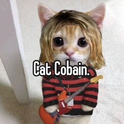 Иконка канала Cat Cobain