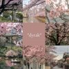 Иконка канала Sakura