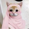 Иконка канала 💝ꏂ꒒ ꍌꋬ꓄ꄲ🍞🐱🐈🫪😻🍃