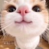 Иконка канала Котик Лайк